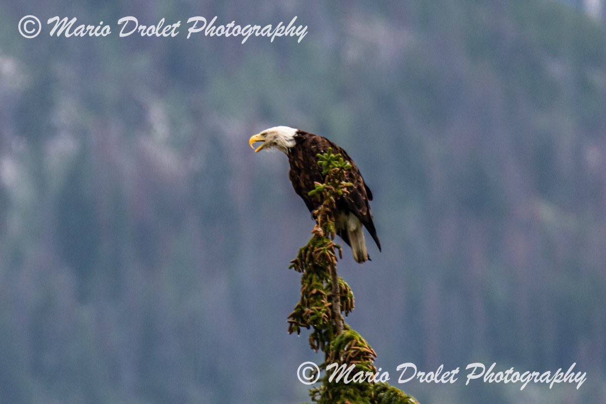 Bald eagle perched at the top of a pine tree