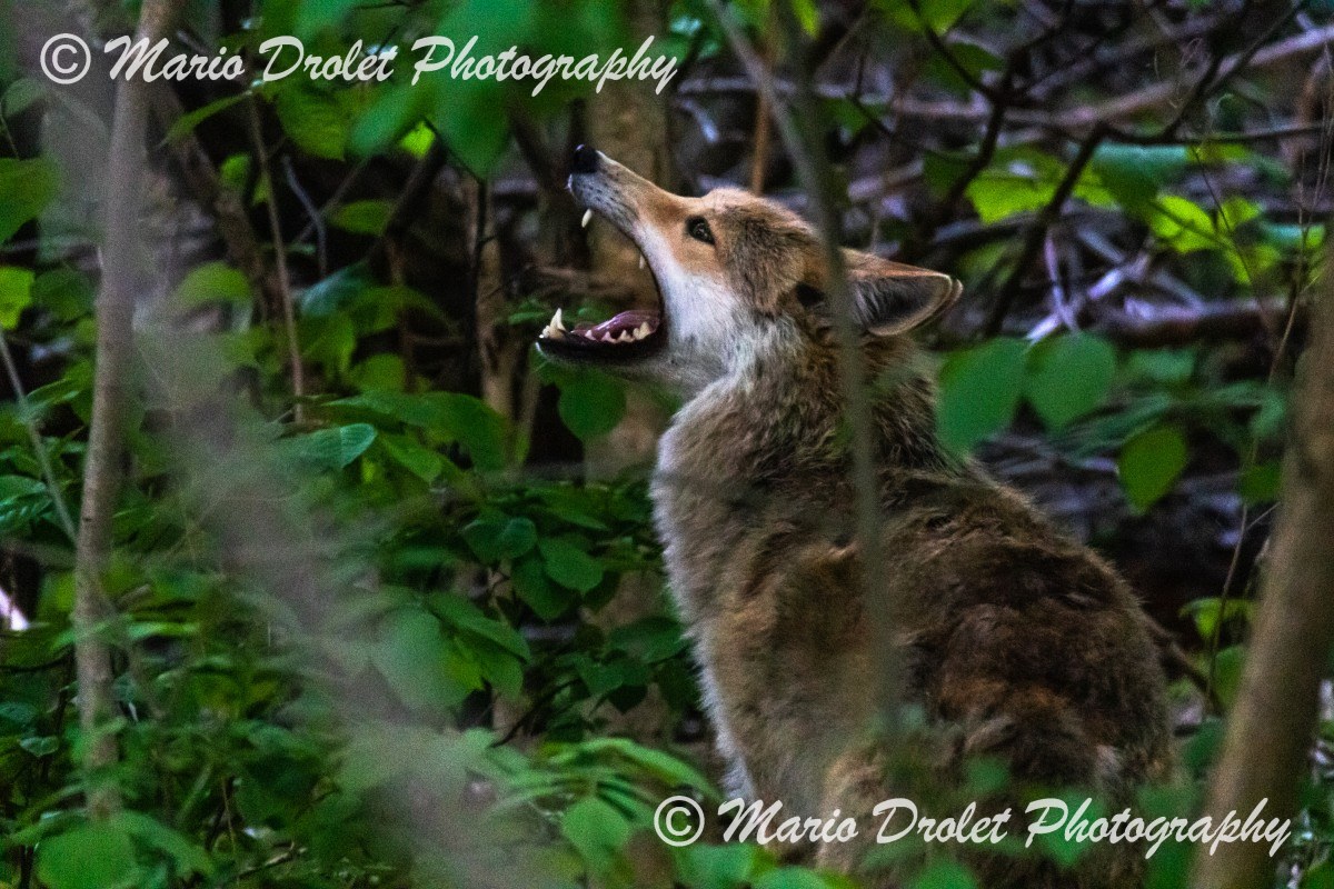 Male coyote howling in Rattray Marsh