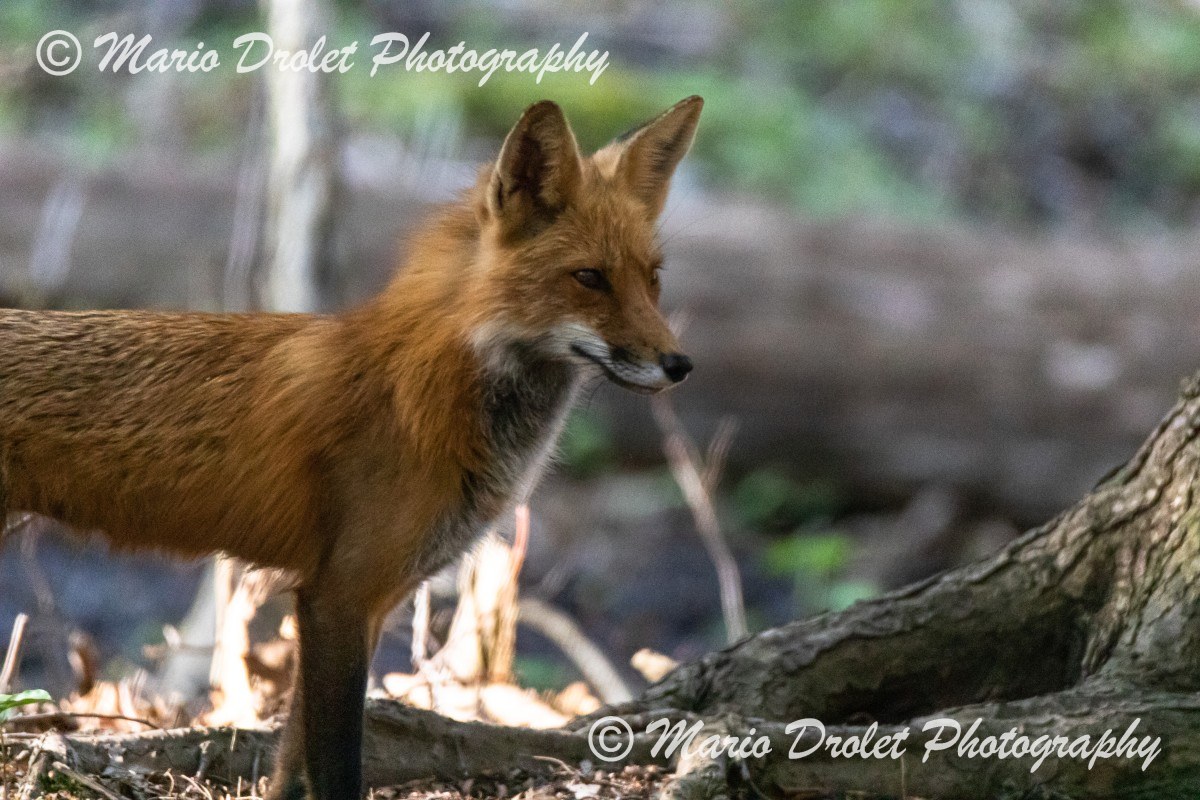 Red fox in Bradley Museum park, Southern Ontario