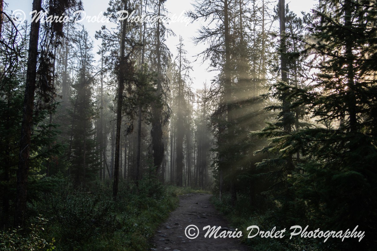 Dirt path through the forest with early morning sun shinning through the threes and fog