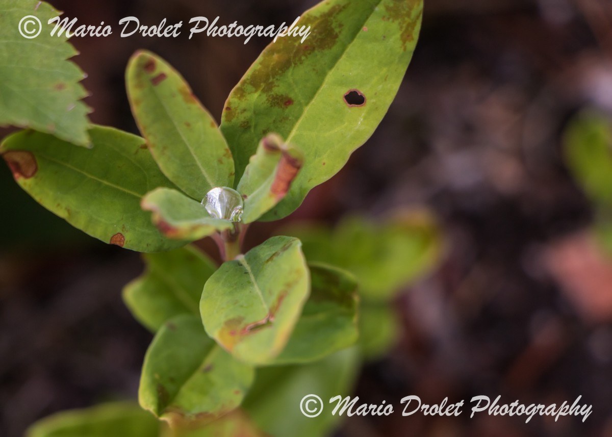 A Lonely Drop of Morning Dew