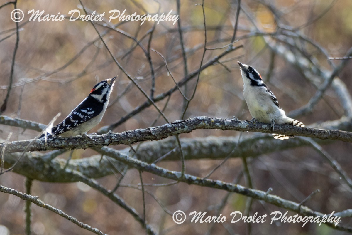 Male downy woodpeckers perched on a branch