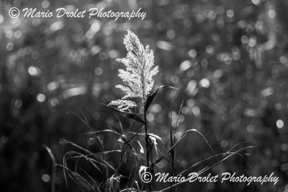 Tall marsh grass with details of seed in Rattray Marsh, Mississauga