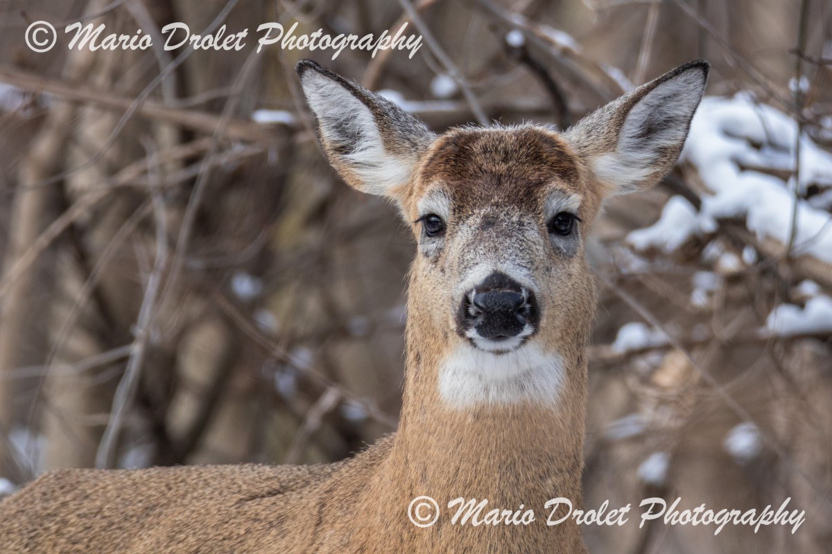 Male White-tailed deer posing in Rattray Marsh