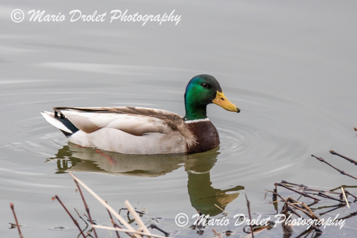 Mallard duck in Sheridan Creek, Rattray Marsh