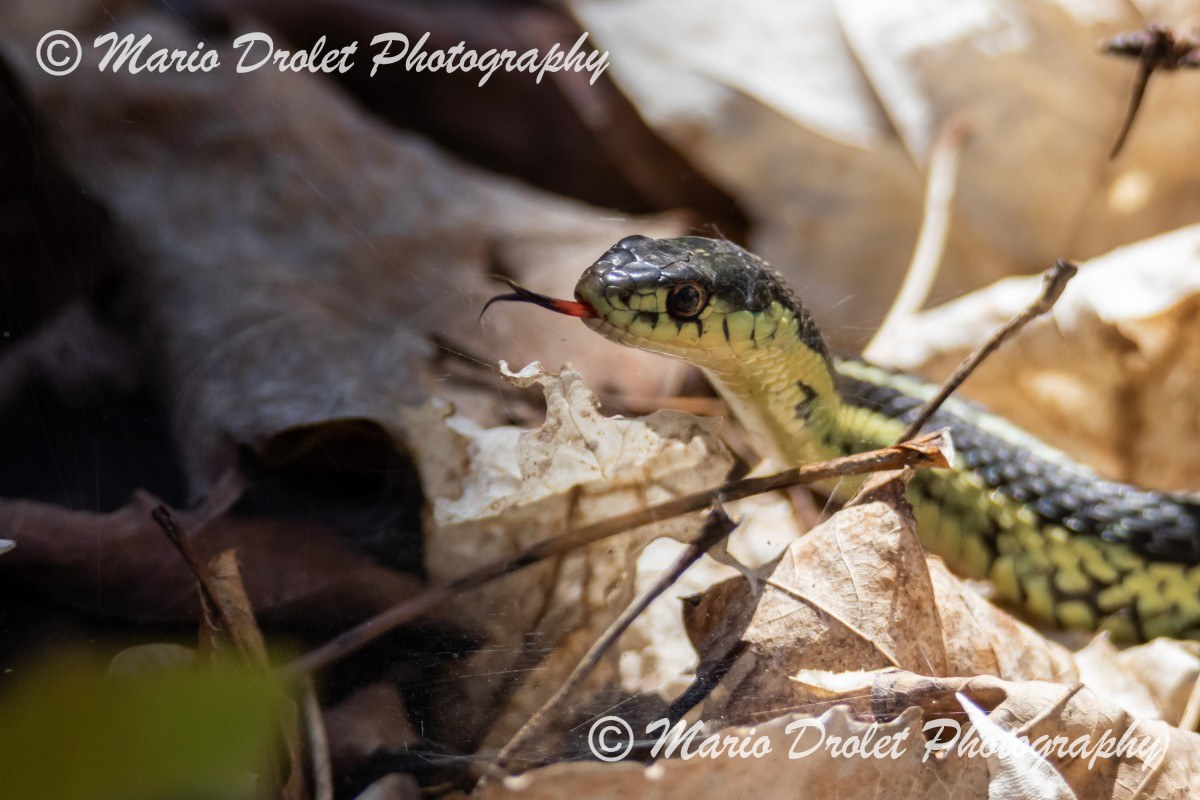 Garter snake at Old Baldy Conservation area