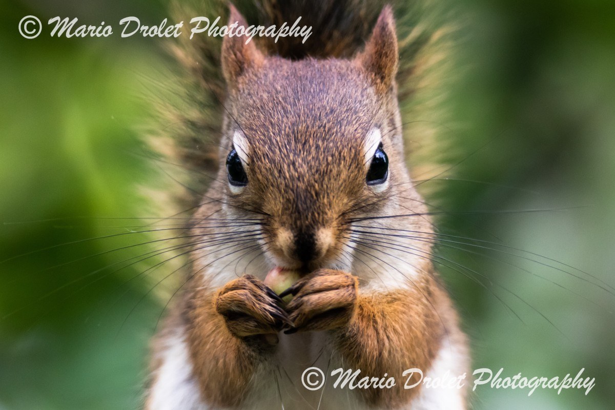 Red squirrel staring contest