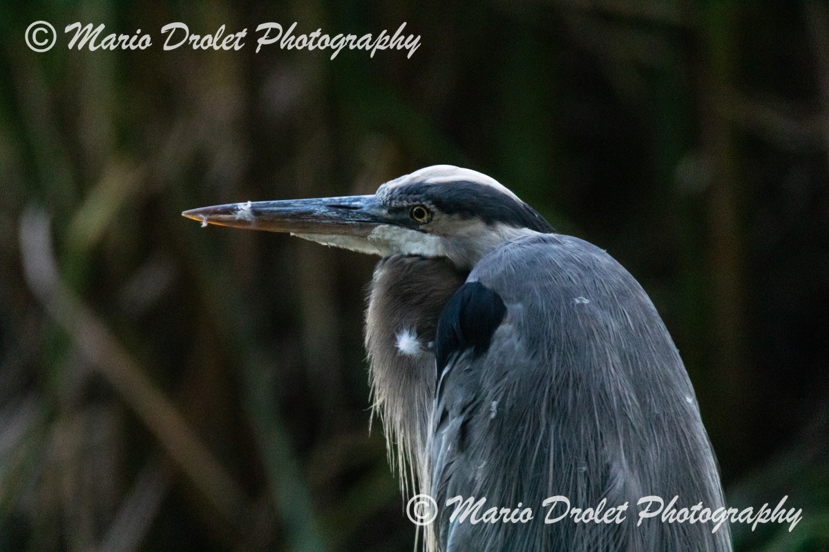 Side profile of a Great Blue Heron at dusk