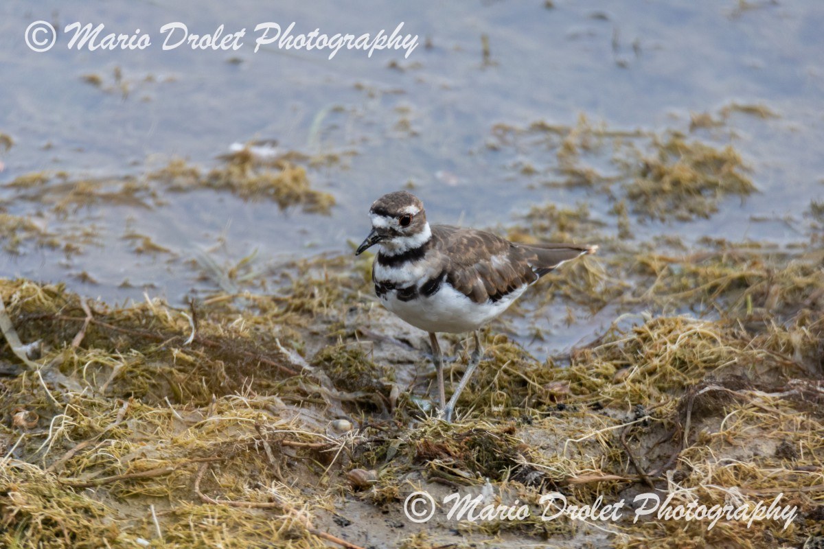 Killdeer on the shores of Island Lake, Orangeville