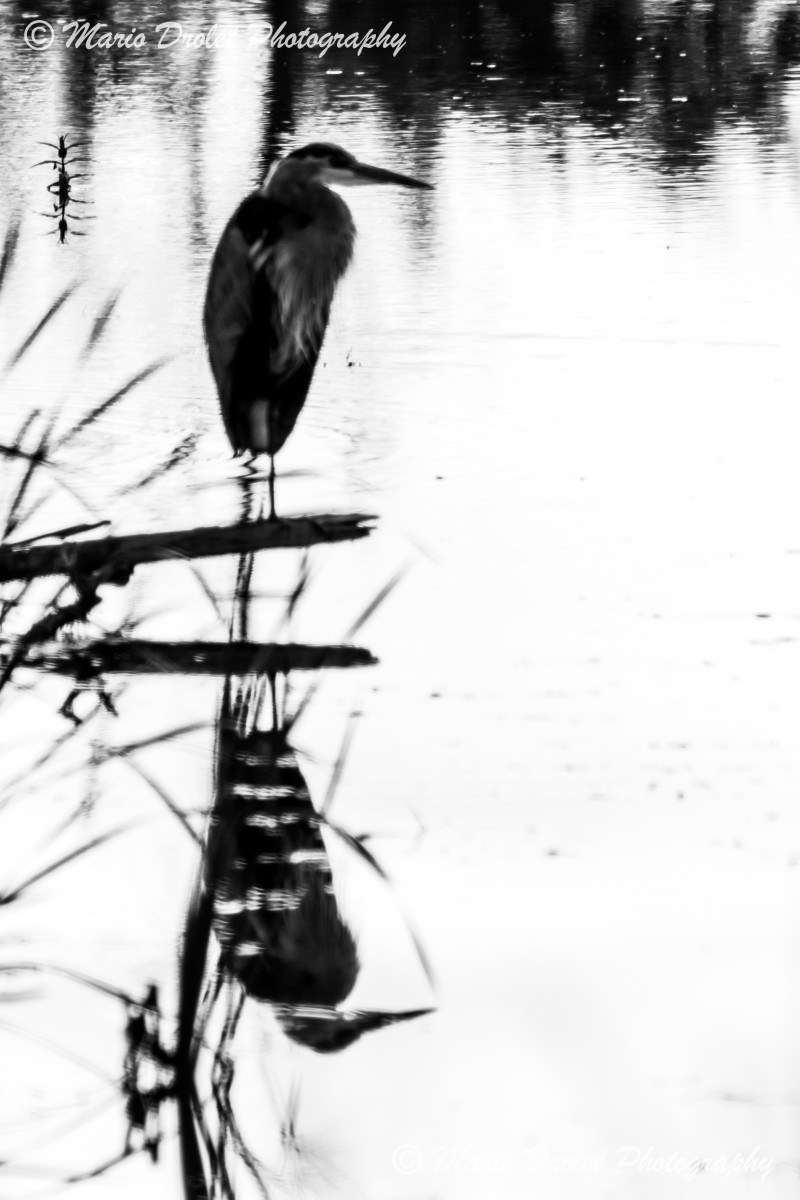 Great Blue Heron in Rattray Marsh Conservation Area