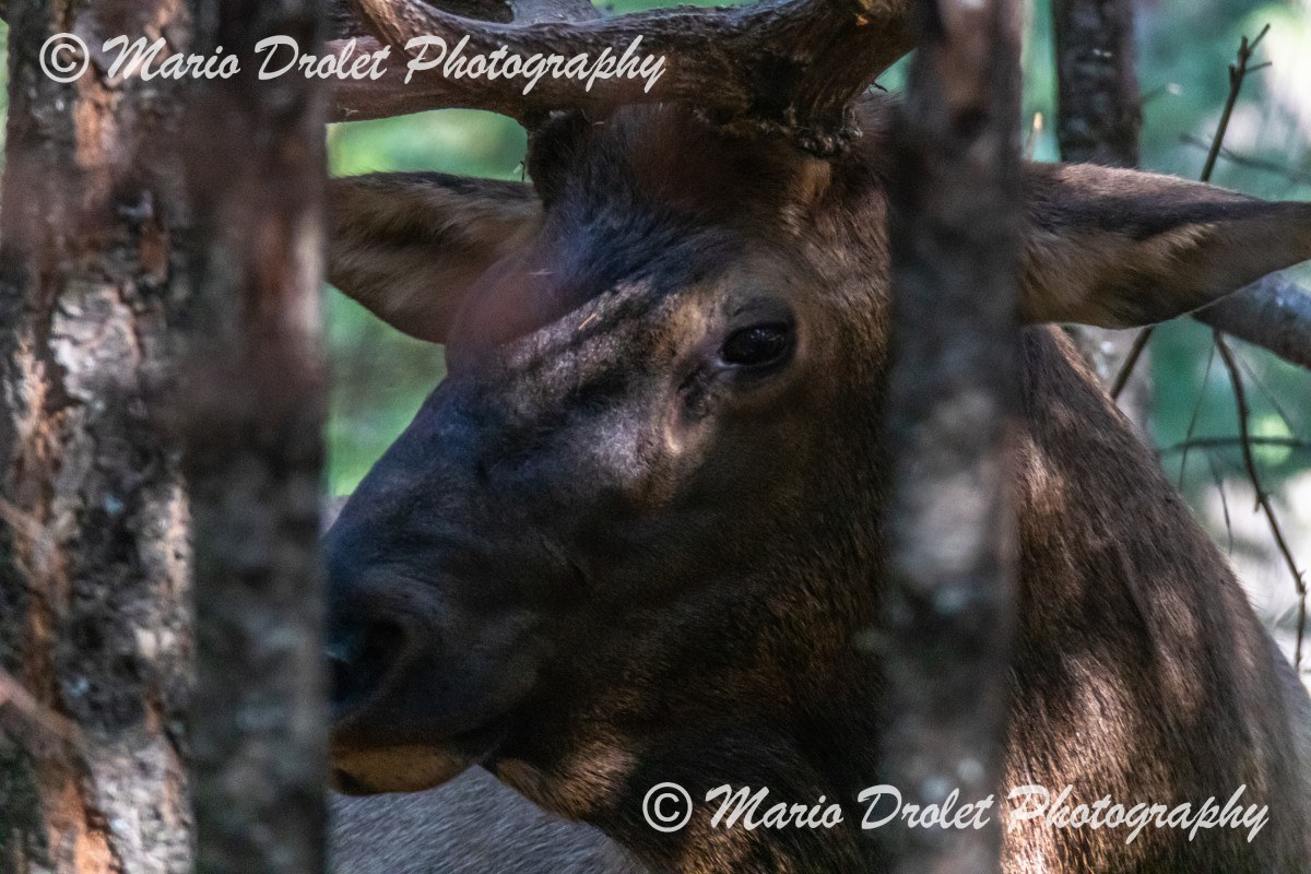 Male elk in Jasper National Park, Alberta