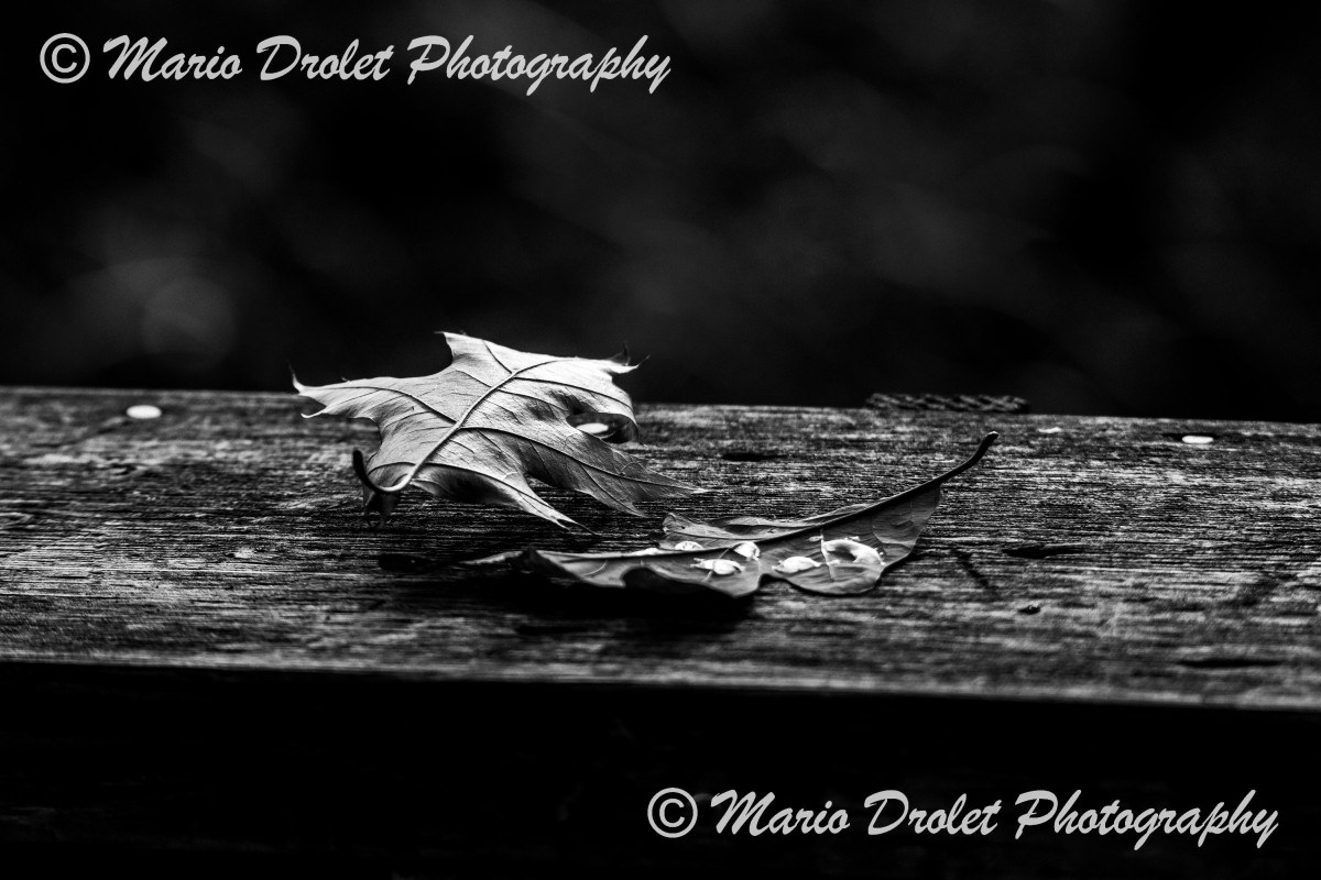 Oak leaves with morning dew on a wooden handrail
