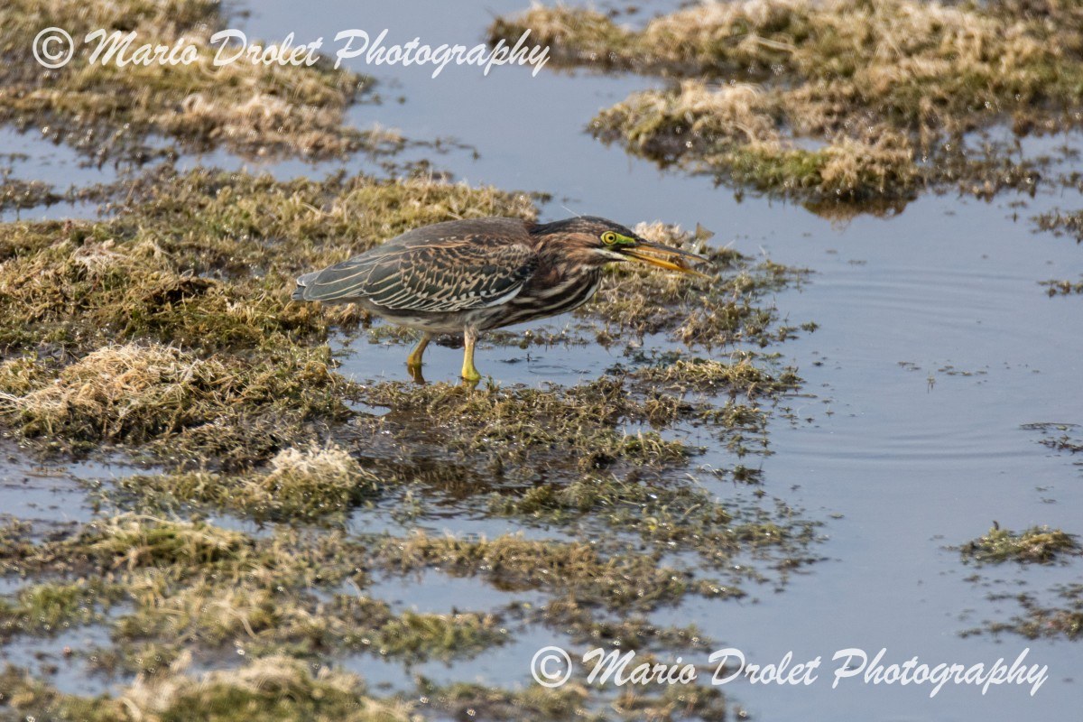 Green Heron catching a fish at Island Lake Conservation area
