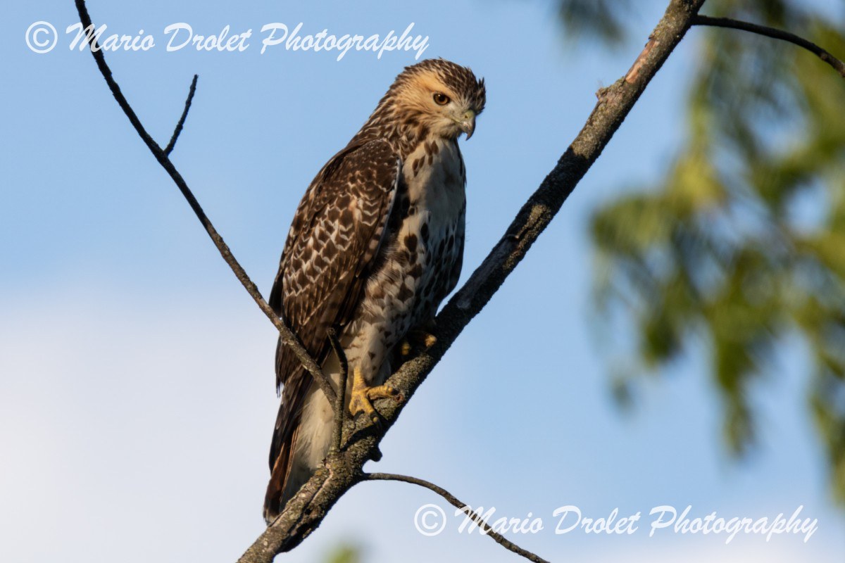 Red-tailed hawk perched on a branch in late summer