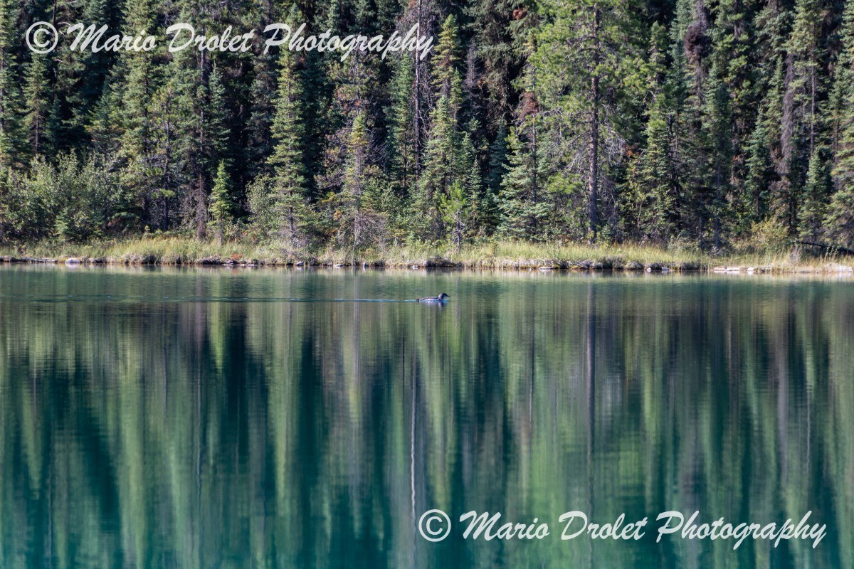 Common loon on lake 1, Valley of Five Lakes, Jasper National Park