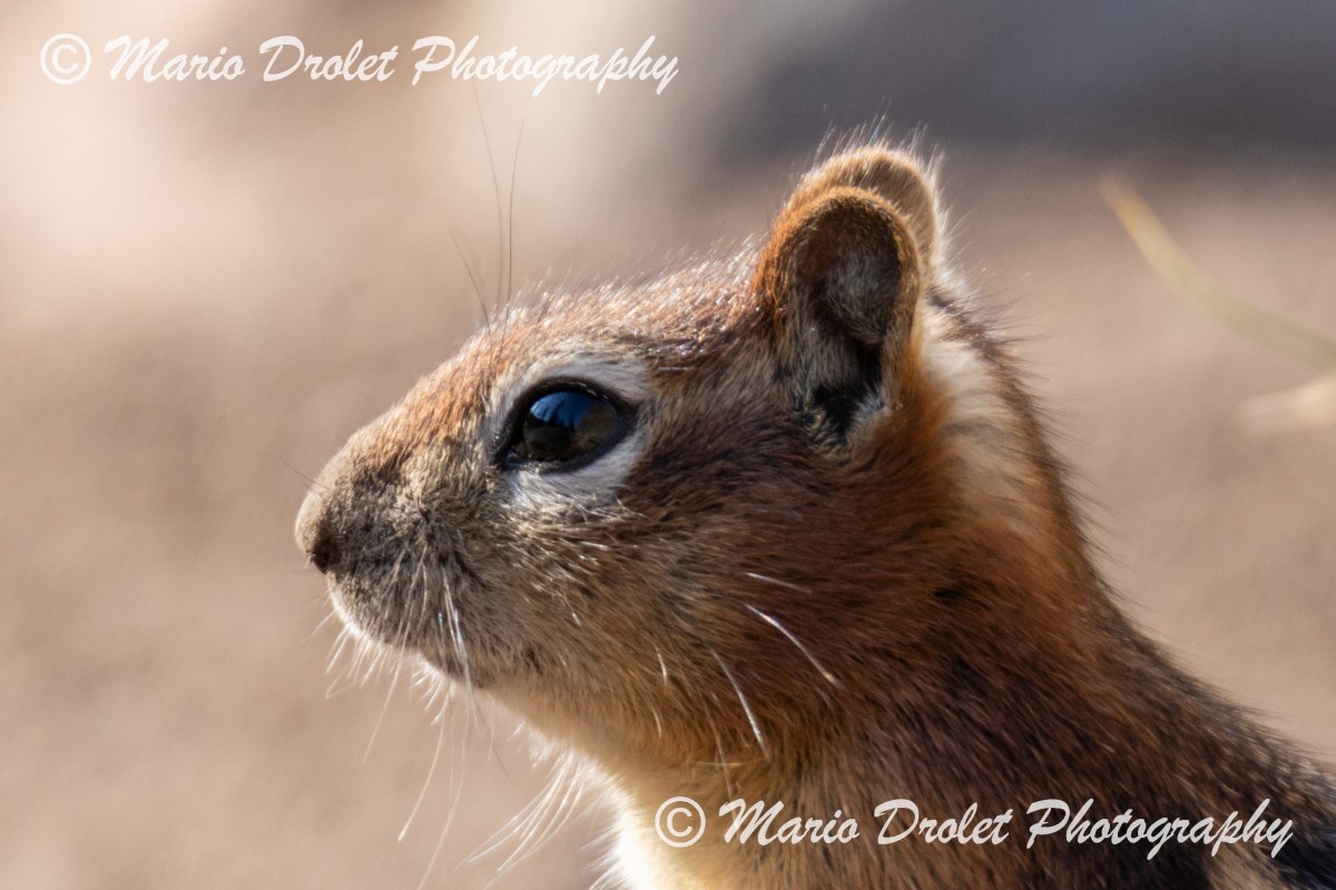 Chipmunk posing for the camera, Jasper National Park, Alberta, Canada