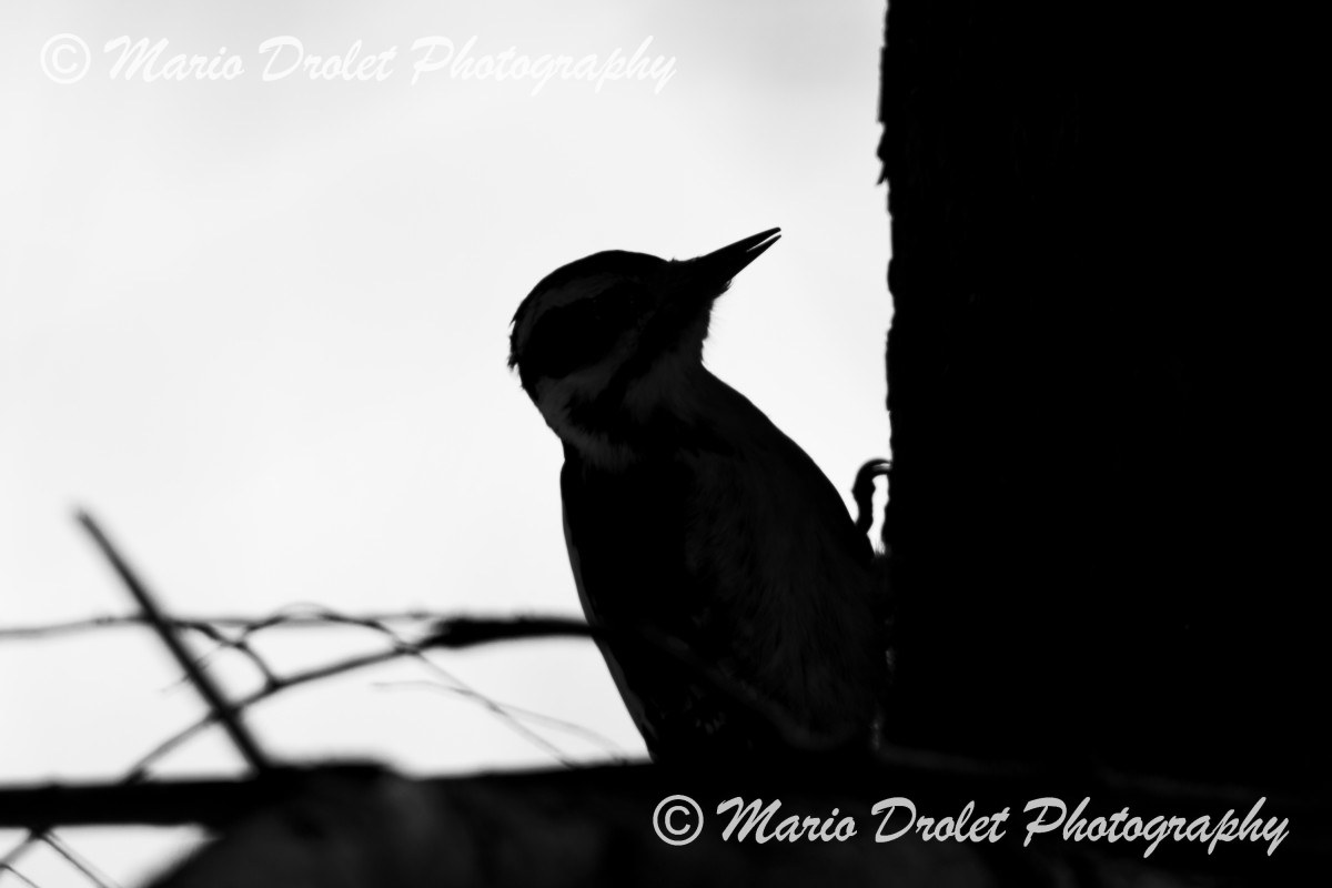 Silhouette of a hairy woodpecker on a tree in Rattray Marsh