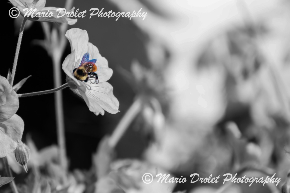 Bumble bee pollinating a flower