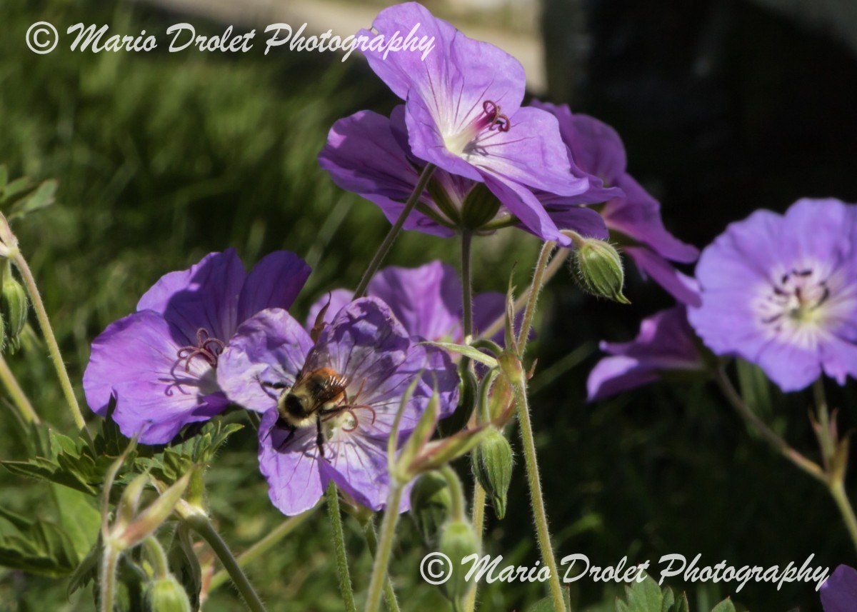 Bumblebee Pollinating a Purple Flower