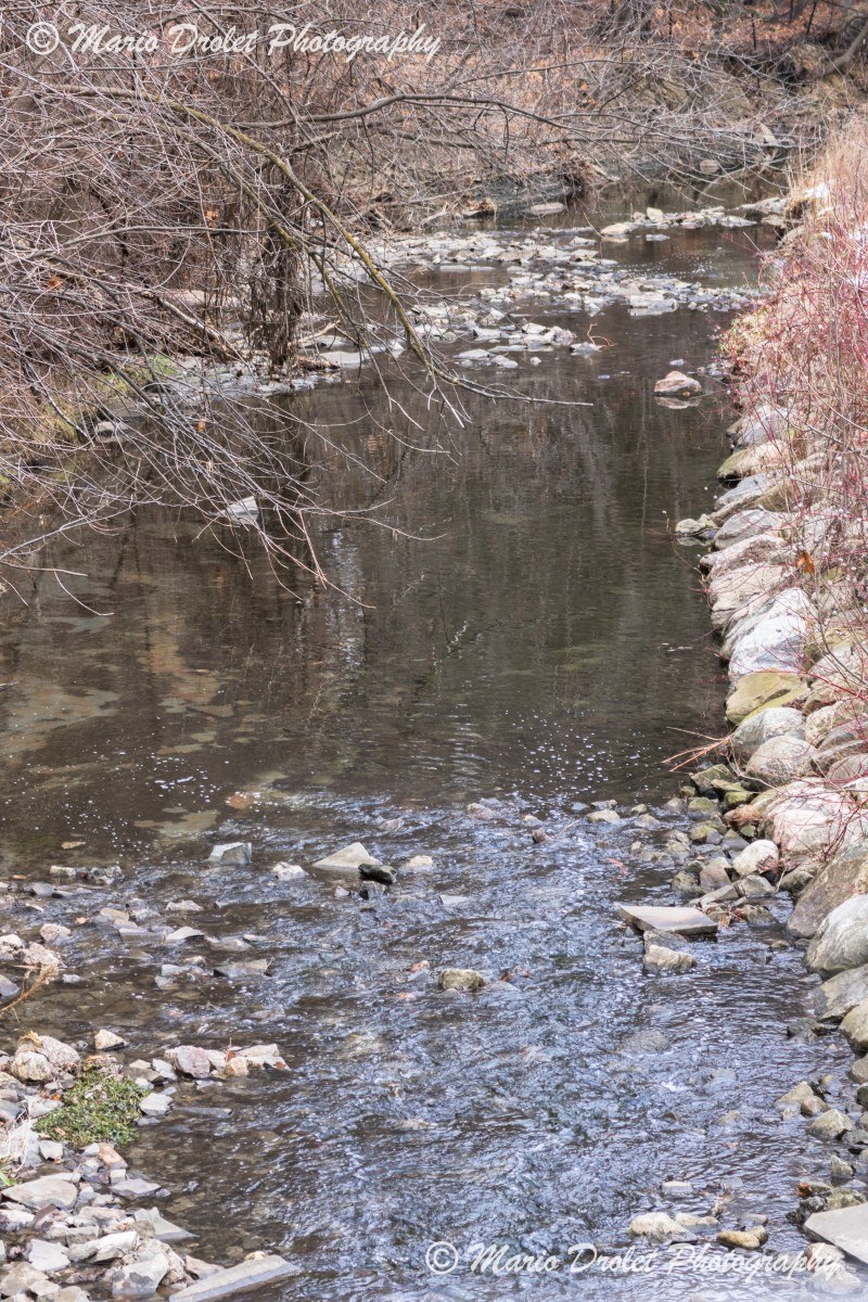 Winter creek in Rattray Marsh