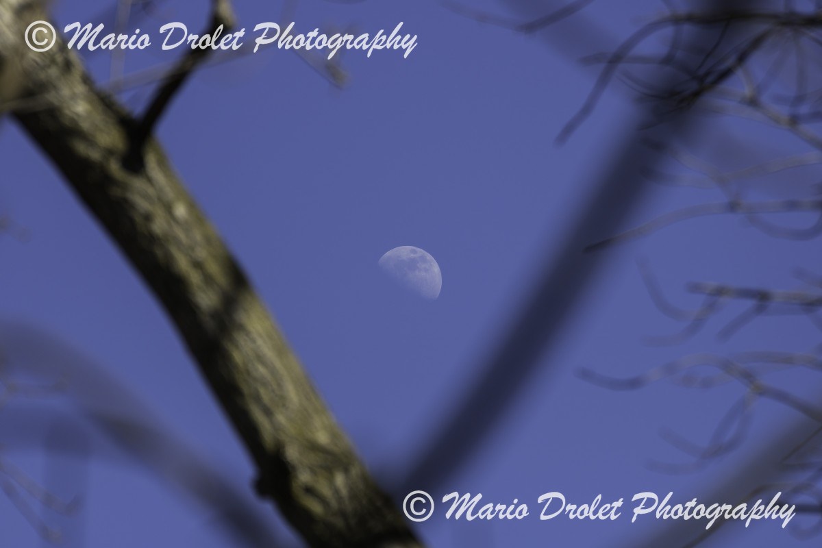 Day time moon through the trees