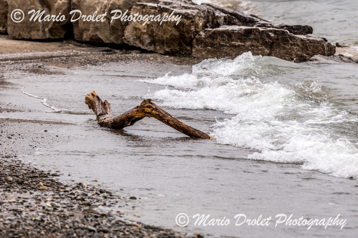 Drift wood on the beach in Jack Darling Park