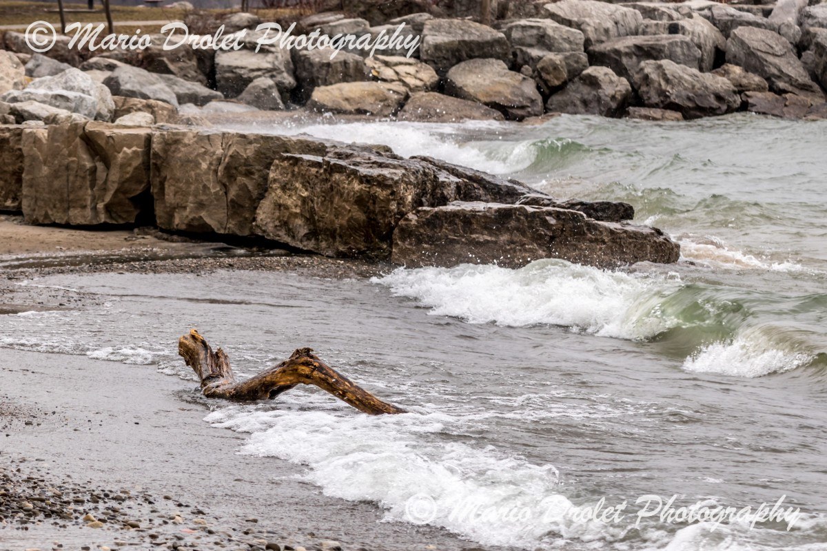 Drift wood on the beach in Jack Darling Park