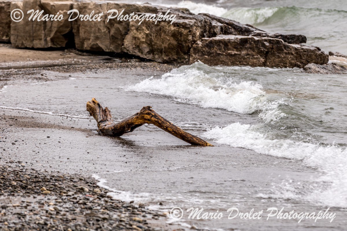 Drift wood on the beach in Jack Darling Park