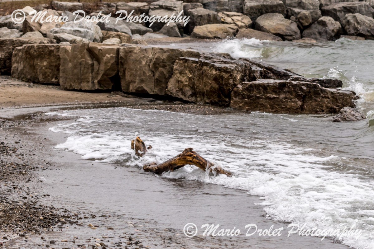 Drift wood on the beach in Jack Darling Park