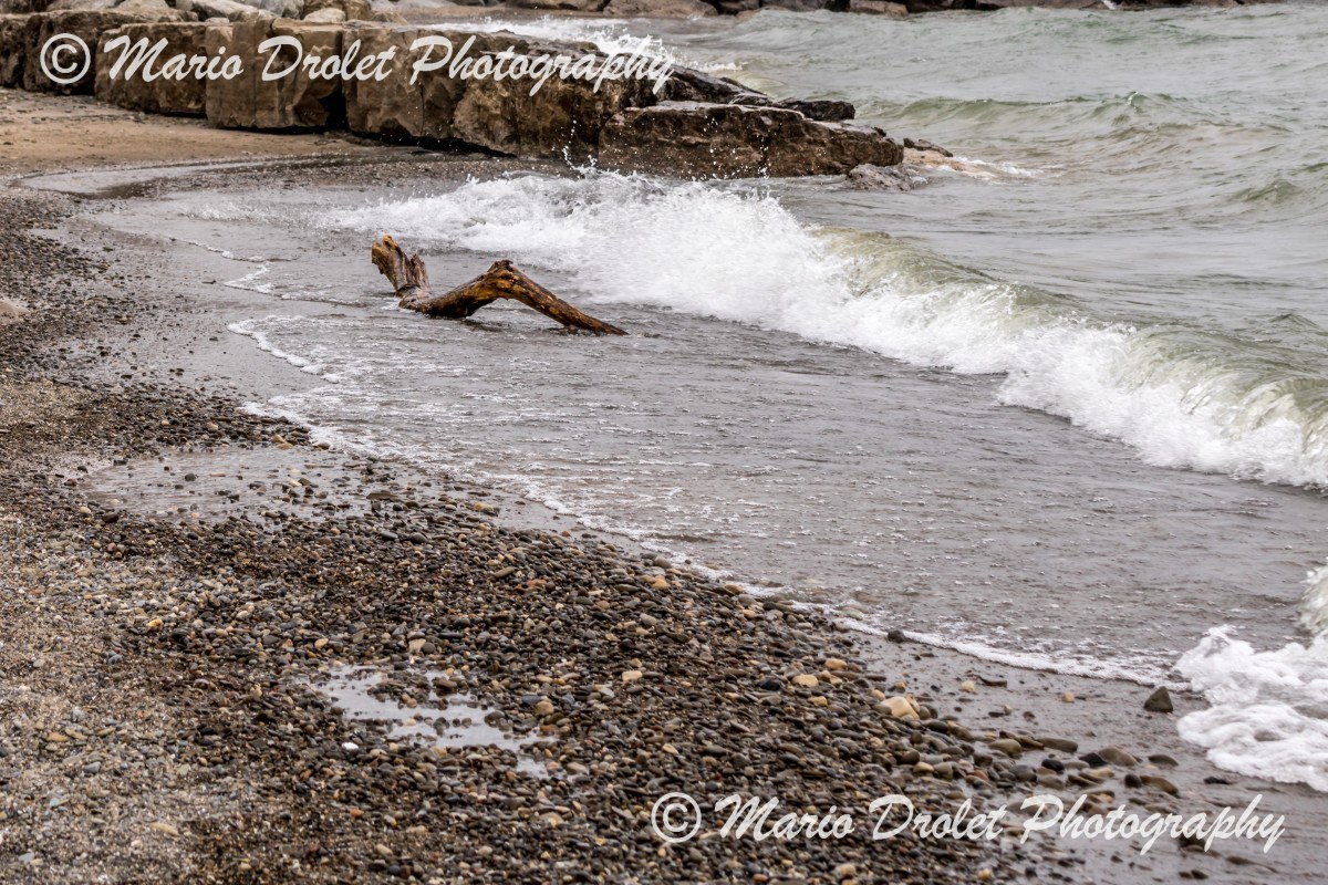 Drift wood on the beach in Jack Darling Park
