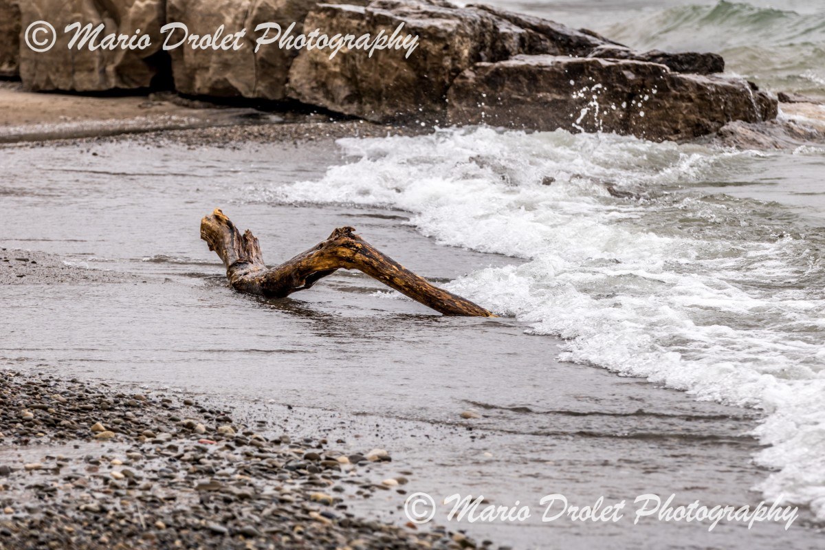 Drift wood on the beach in Jack Darling Park