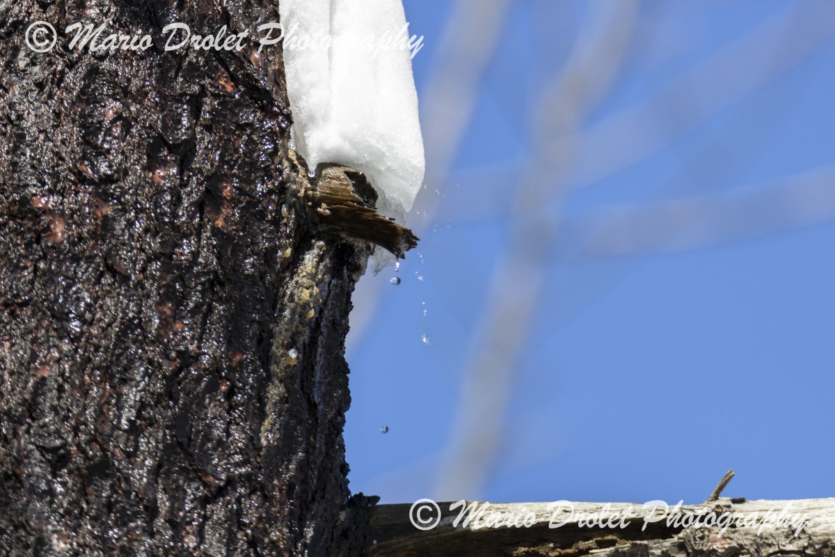 Water droplets from melting snow on tree bark in early spring