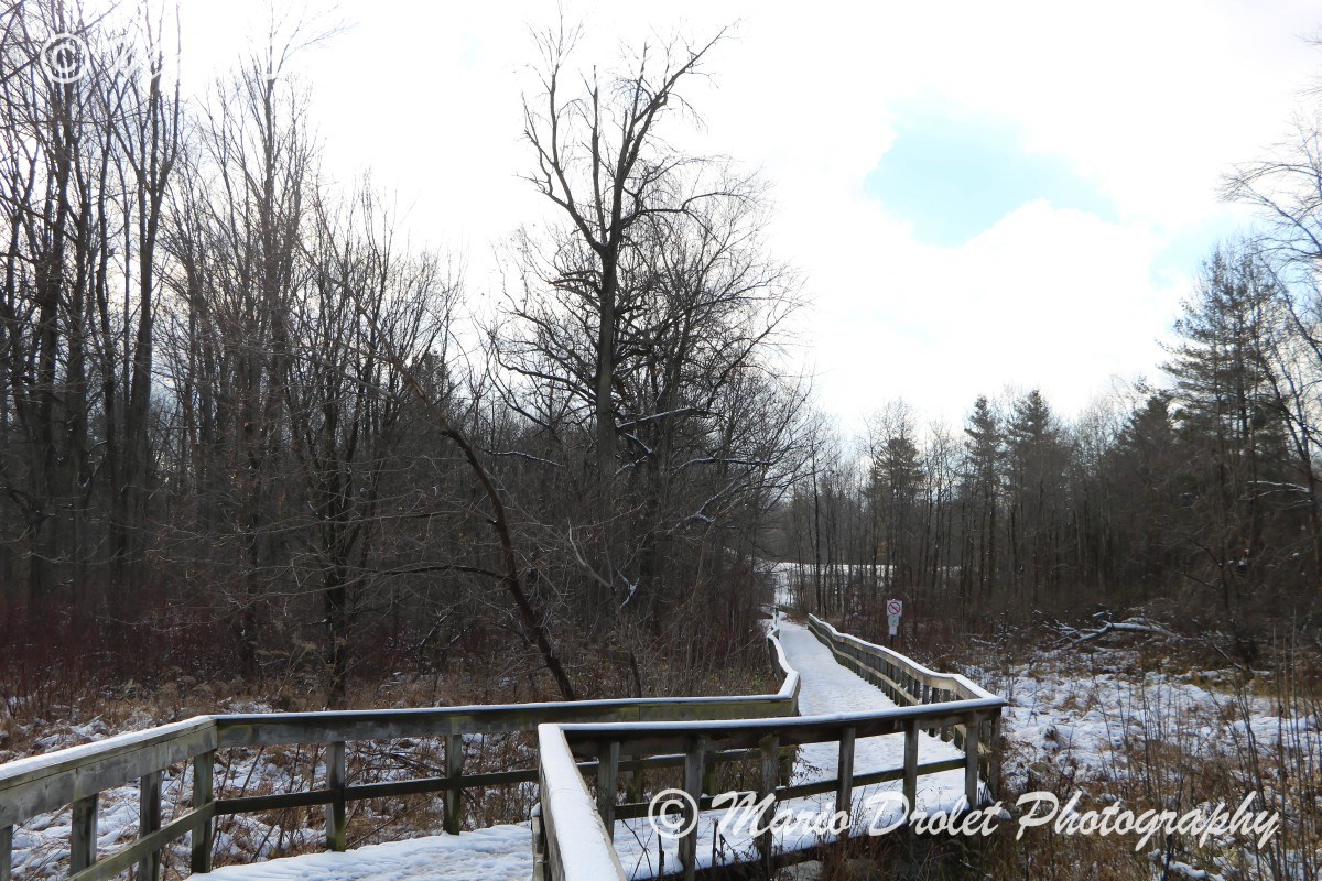 Snowy boardwalk in Rattray Marsh, Mississauga, Ontario