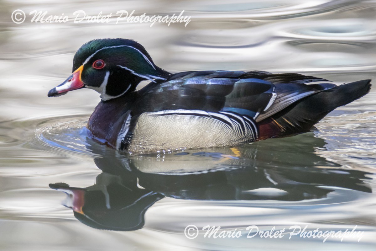 Male wood duck on a pond in High Park, Toronto