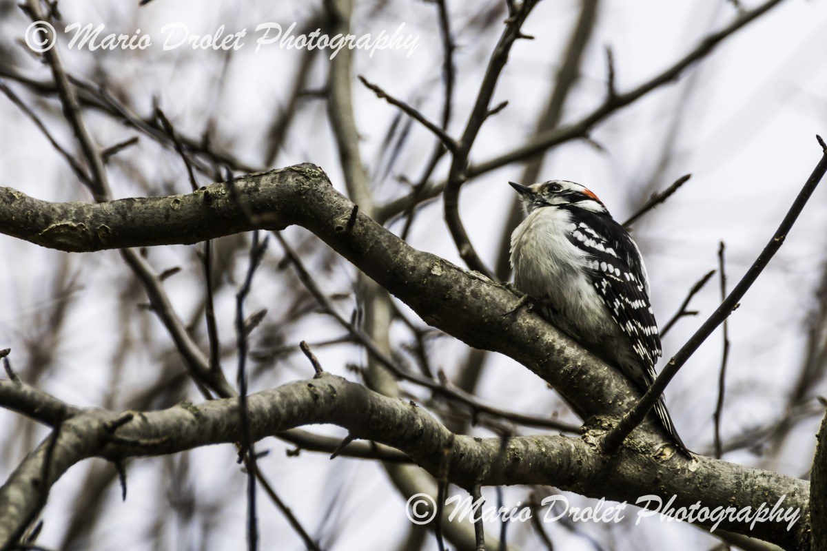 Male downy woodpecker perched on a tree in Rattray Marsh, Mississauga, Ontario, Canada