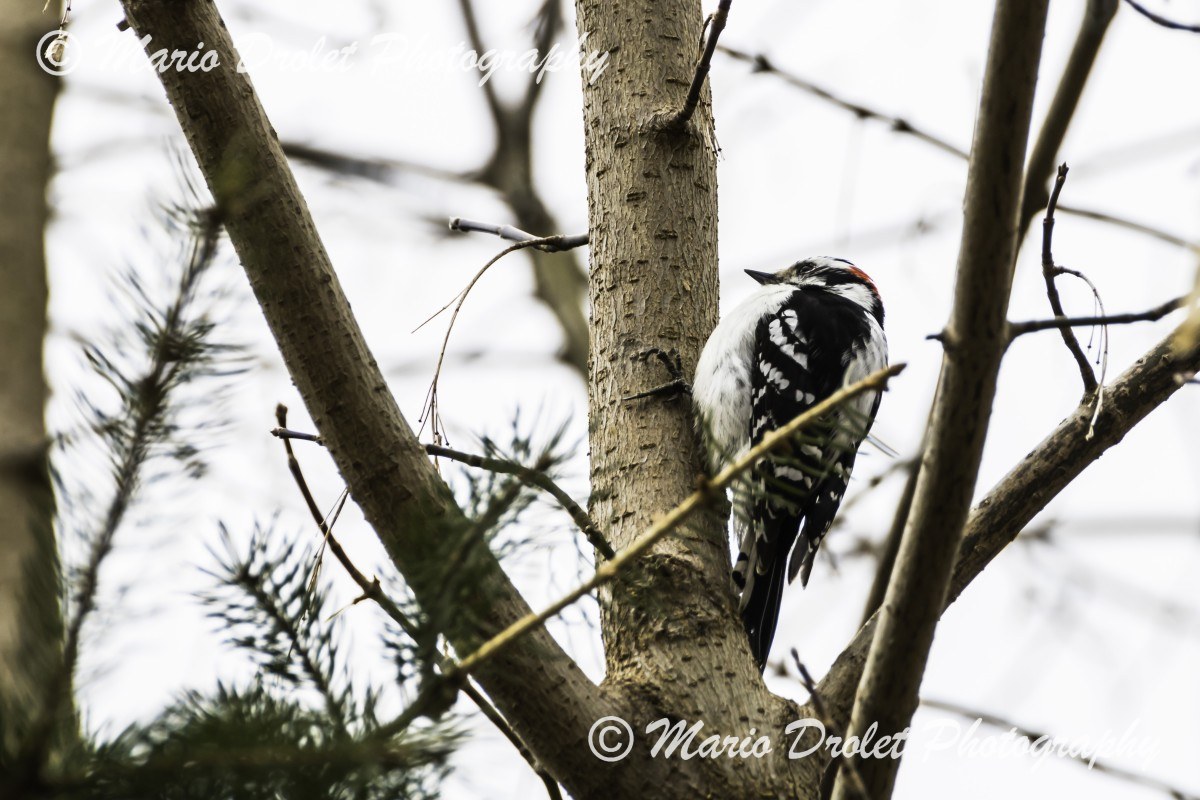 Male downy woodpecker perched on a tree in Rattray Marsh, Mississauga, Ontario, Canada