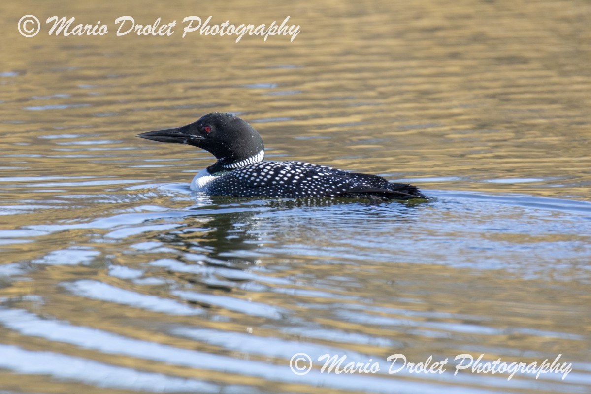 Common loon on a pond in High Park, Toronto