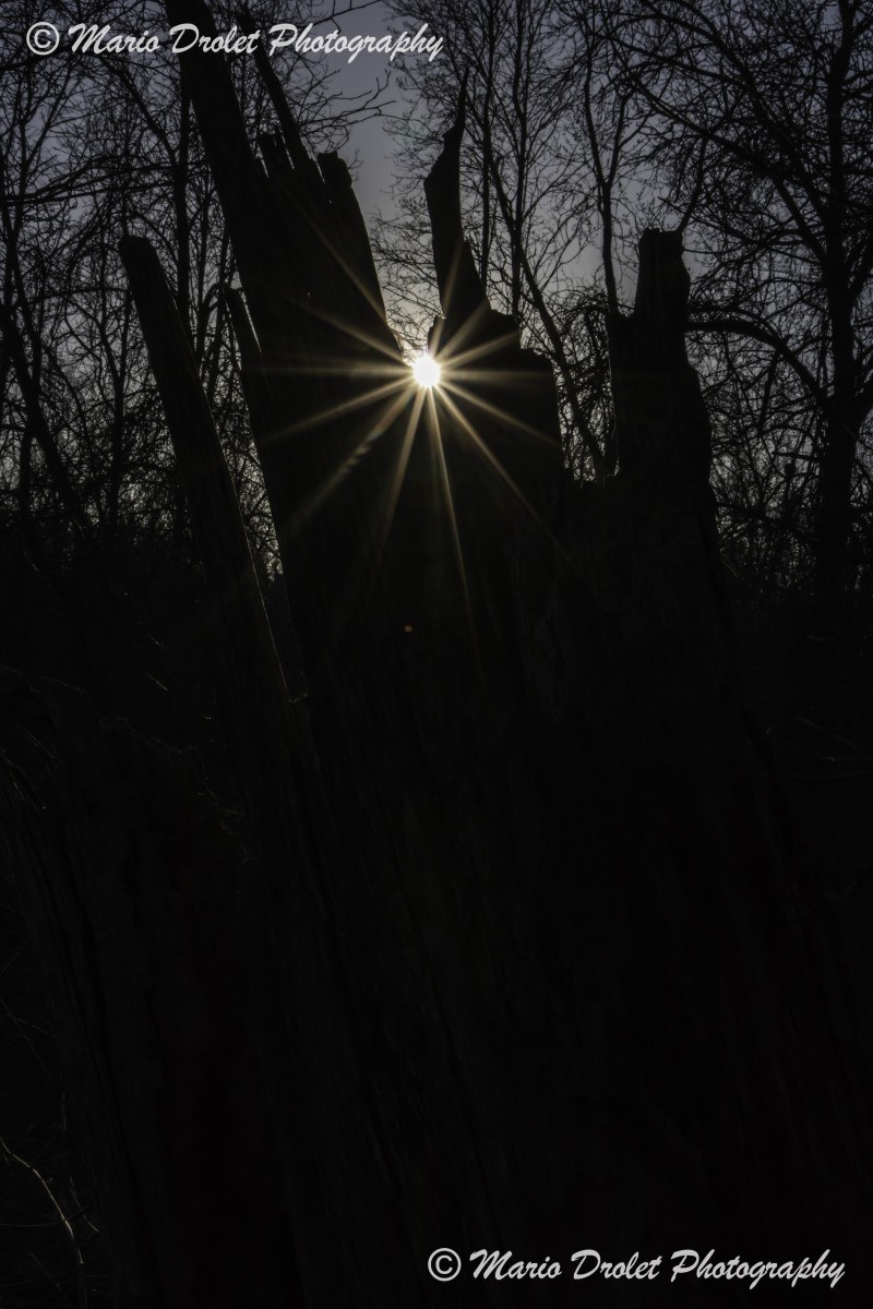 Sunflare through a tree trunk