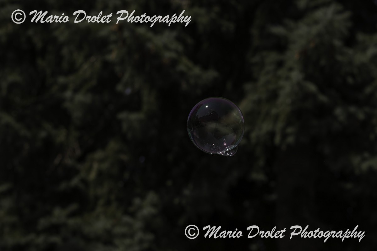 Soap bubble floating in the air with tree in the background