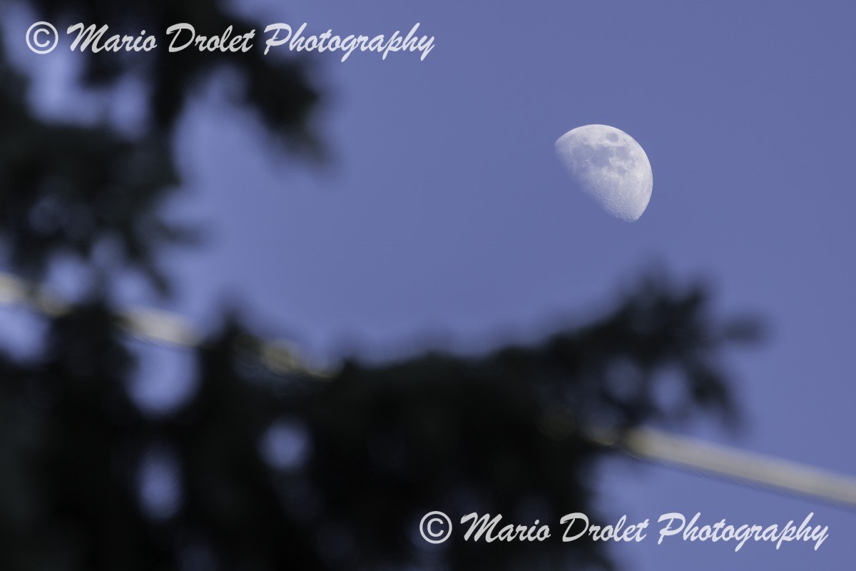 Half moon on a clear sky over trees, Mississauga, Ontario, Canada