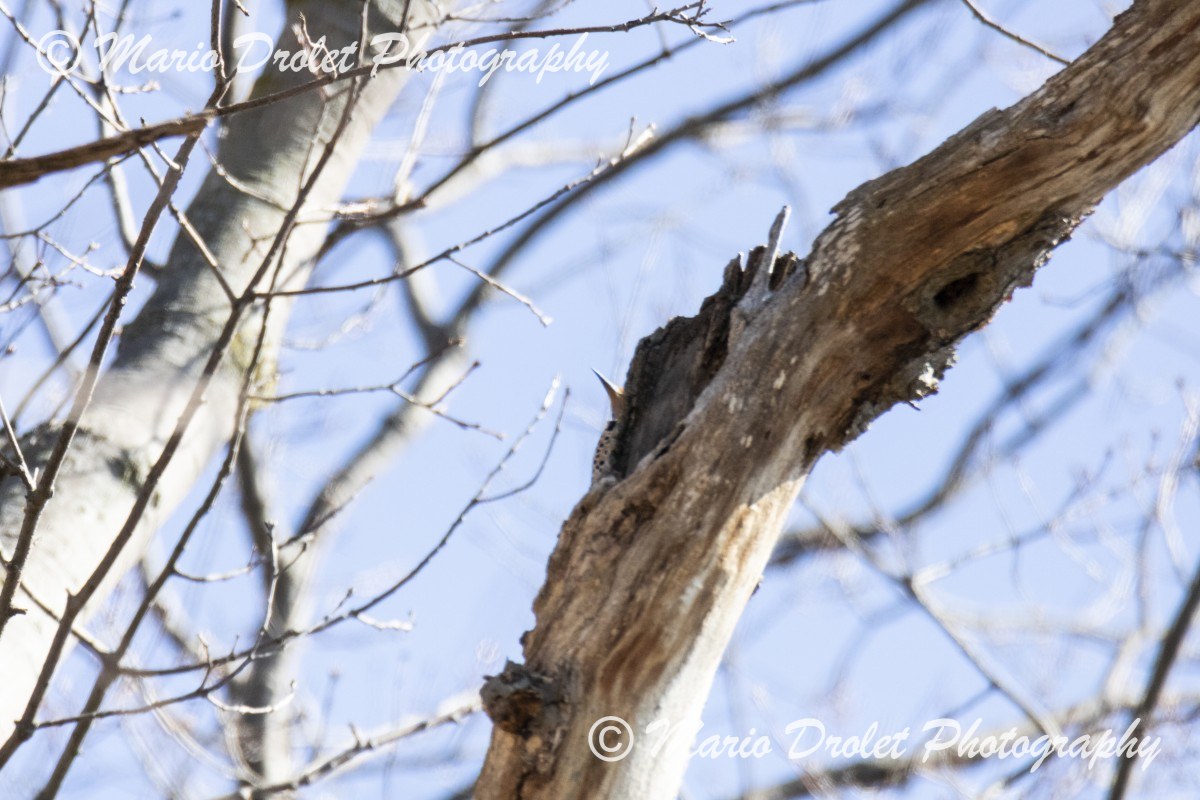 Playing hide and seek with a Northern Flicker