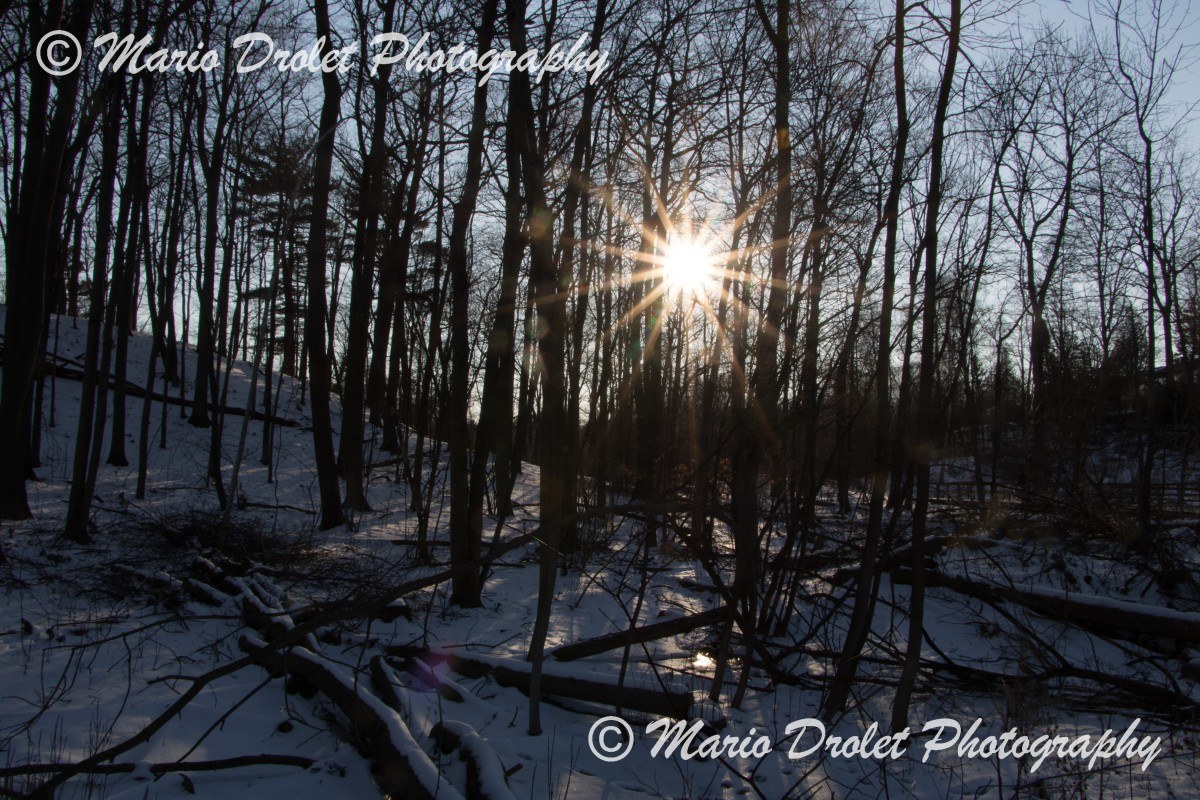 Sunset through the trees in Rattray Marsh Conservation Area