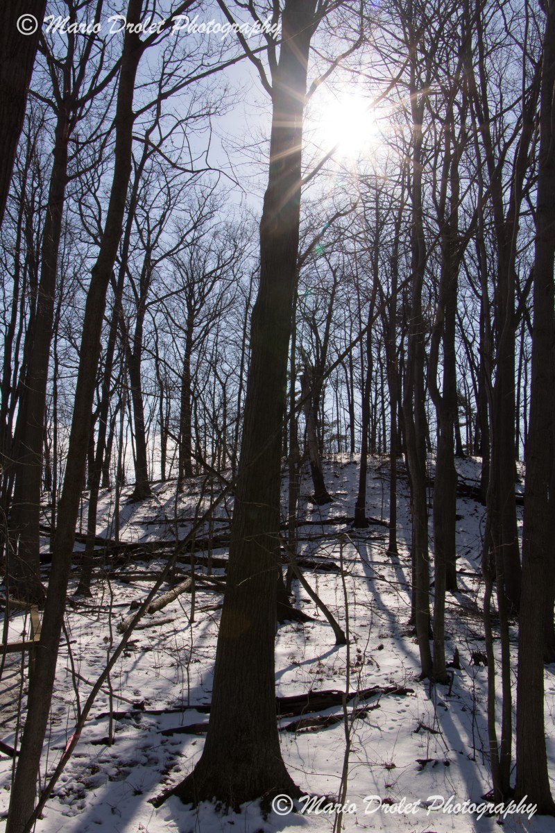 Sun shinning through the trees in Rattray Marsh Conservation Area