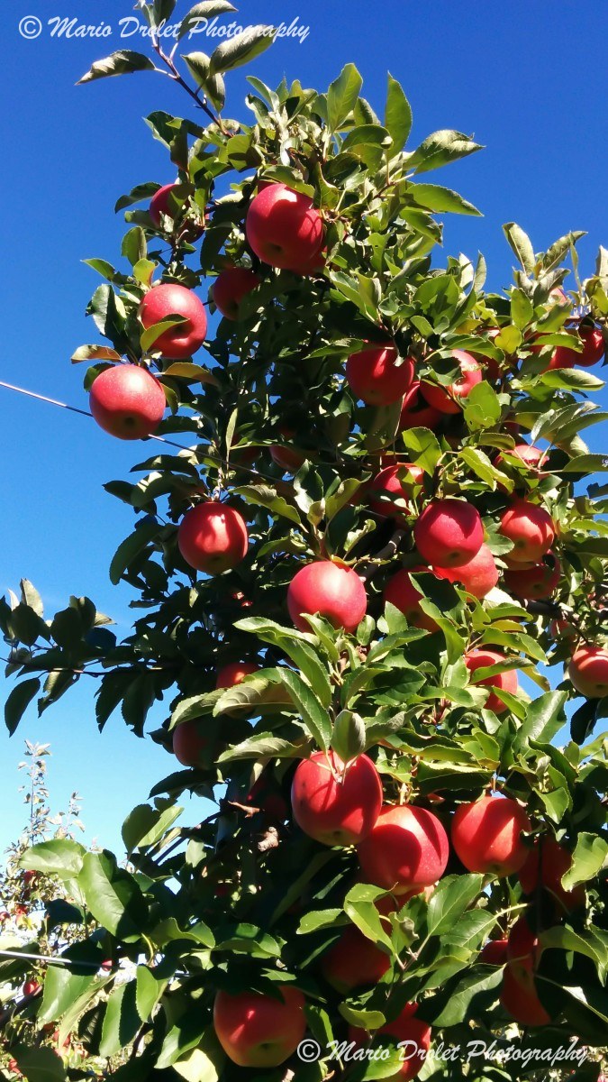Apples in apple tree, Chudleigh Apple Orchard