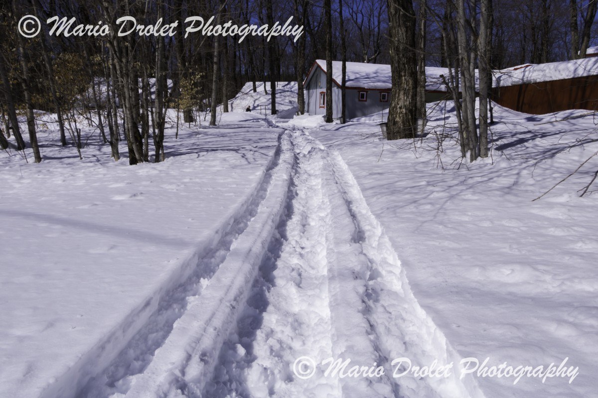 Snowmobile Path in the Spring