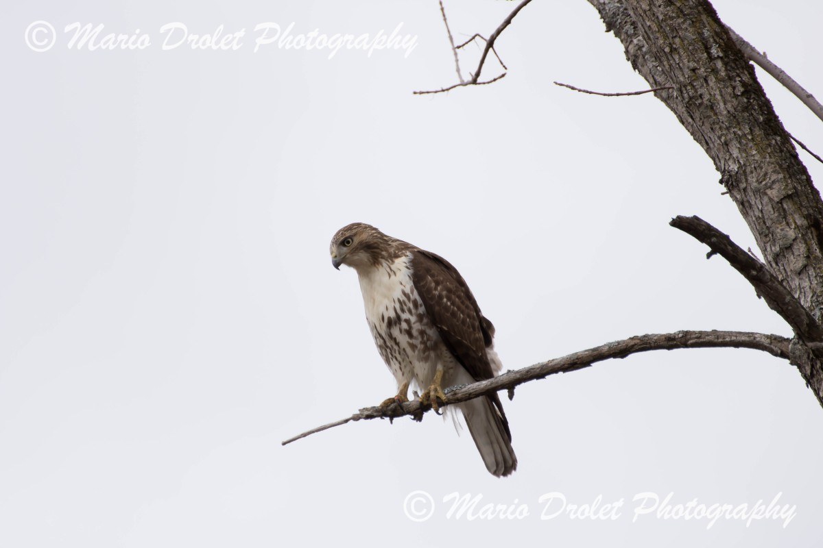Red-tailed hawk perched in a tree