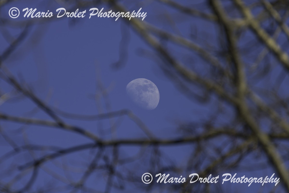 Daylight moon through the trees
