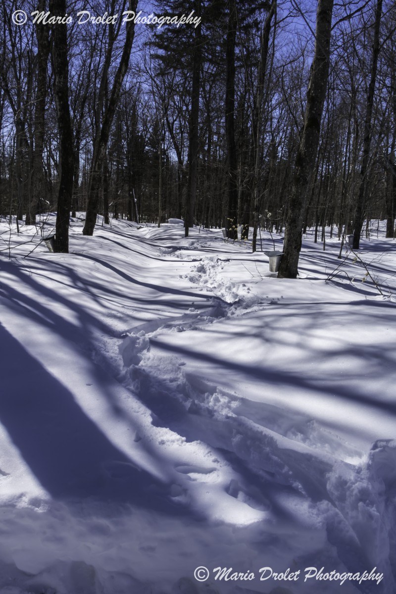 Foot Path in the Snow Through the Forest
