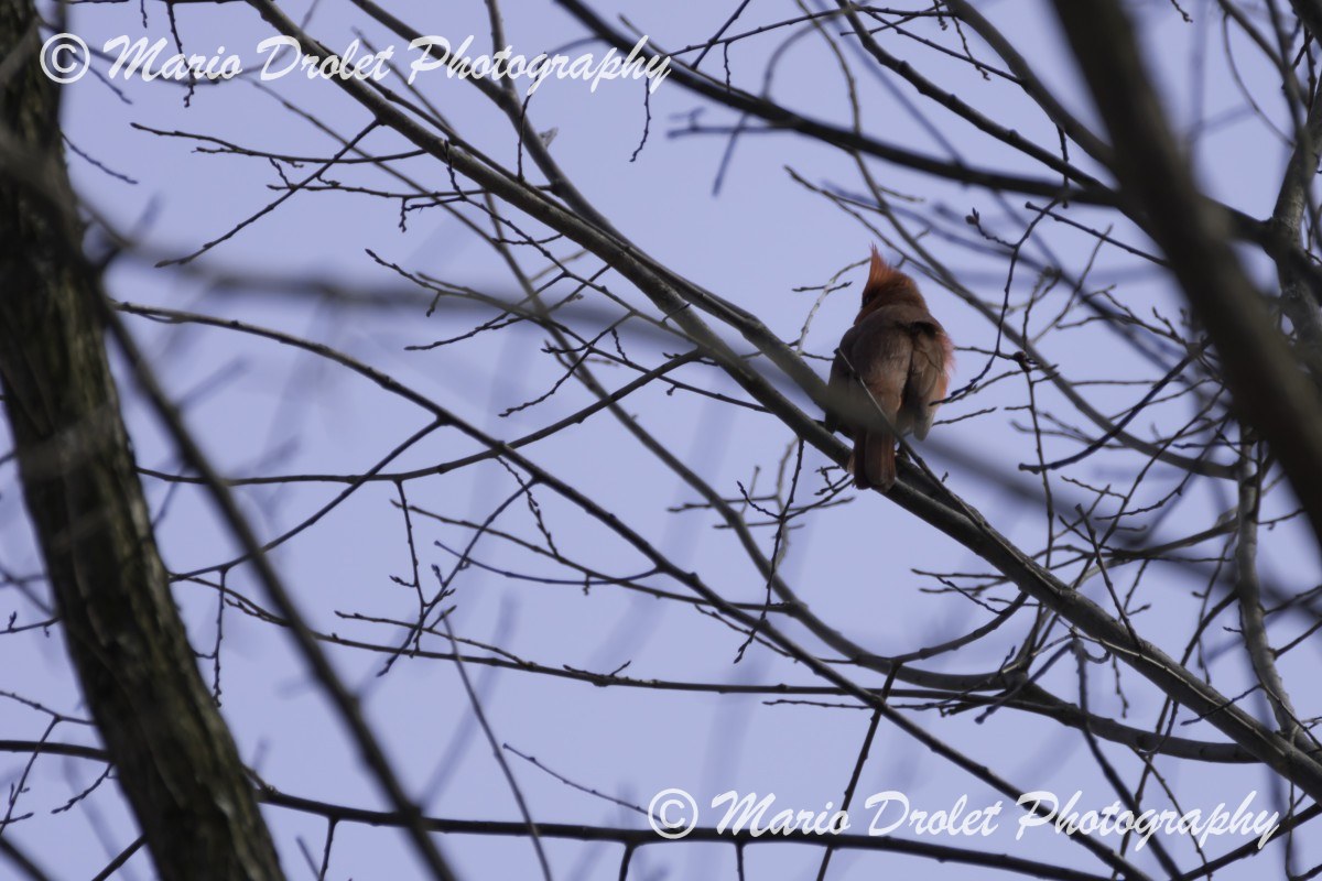 Male cardinal perched on a branch
