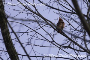 Wildlife